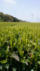 20140412　菊川市加茂  